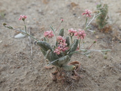 Eriogonum gracillimum