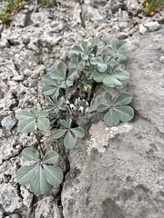 Pediomelum megalanthum