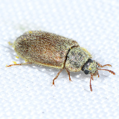 Eronyxa pallida