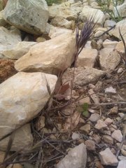 Bromus rubens rubens