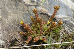 Sedum alpestre