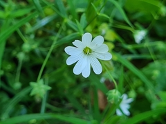 Rabelera holostea