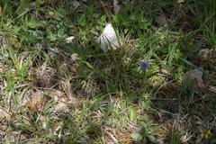 Globularia bisnagarica