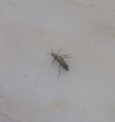 Psilothrix viridicoerulea