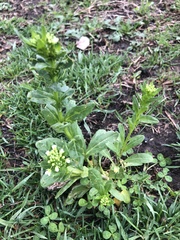 Thlaspi arvense