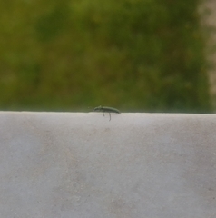 Psilothrix viridicoerulea