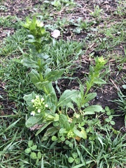 Thlaspi arvense