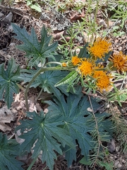 Cacaliopsis nardosmia