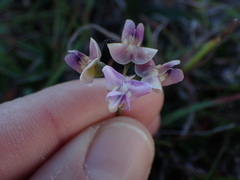 Dolichos hastiformis