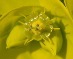 Euphorbia lucida