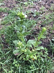Thlaspi arvense