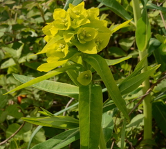 Euphorbia lucida