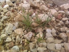 Plantago sempervirens