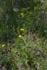 Ophrys insectifera