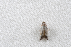 Commatarcha angustiptera