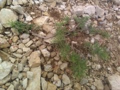 Plantago sempervirens