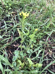 Rorippa palustris