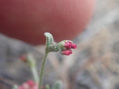 Eriogonum gracillimum