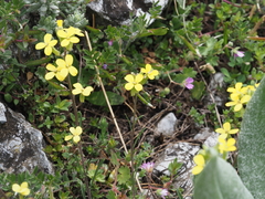 Erysimum drenowskii