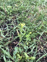 Rorippa palustris