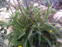 Pentanema montanum