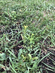 Rorippa palustris