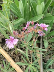 Geranium linearilobum