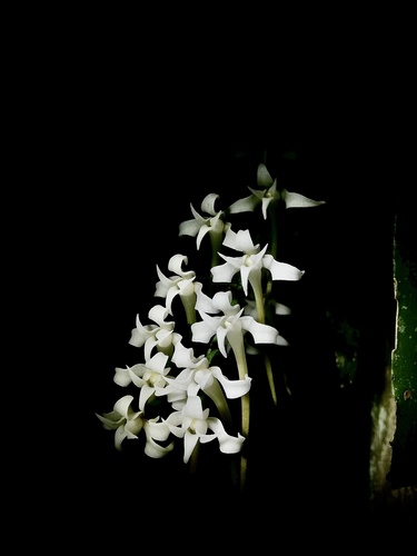 Cyrtorchis monteiroae