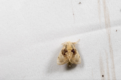 Chalcoscelides castaneipars