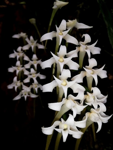 Cyrtorchis monteiroae