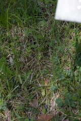 Ophrys insectifera