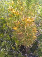 Ulex parviflorus parviflorus