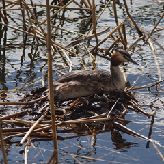 Podiceps cristatus