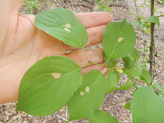 Parallelodiplosis subtruncata