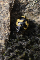 Ceratomegilla alpina