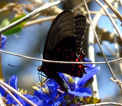 Parides photinus