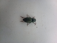 Harpalus