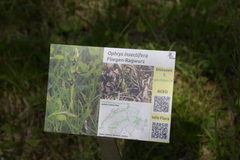 Ophrys insectifera