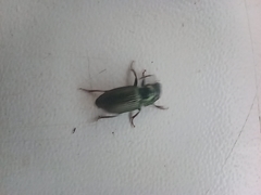 Harpalus