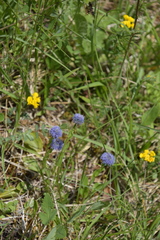 Globularia bisnagarica