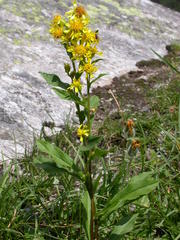 Solidago virgaurea minuta