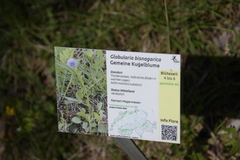 Globularia bisnagarica