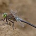 Anax parthenope - Photo (c) sander1, μερικά δικαιώματα διατηρούνται (CC BY-NC), uploaded by sander1