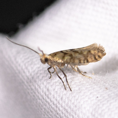 Argyresthia alternatella