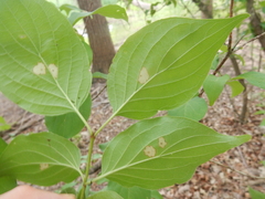 Parallelodiplosis subtruncata