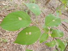 Parallelodiplosis subtruncata