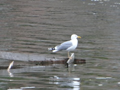 Larus cachinnans