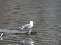 Larus cachinnans