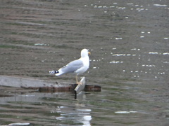 Larus cachinnans