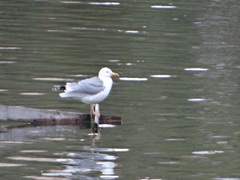 Larus cachinnans